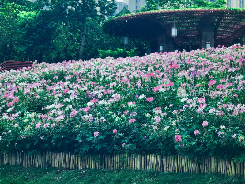 佛山市千灯湖公园醉蝶花花海