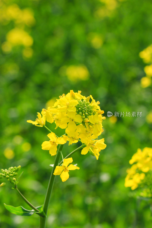 油菜花盛开