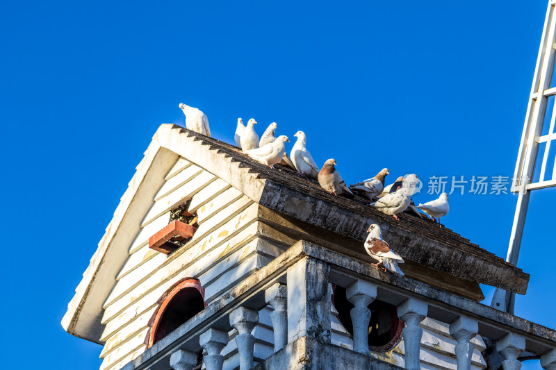 风车房与鸽子