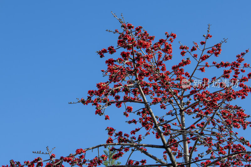春天南粤盛开的木棉花