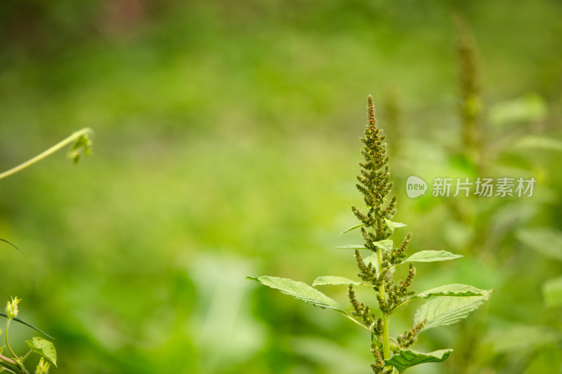 长出种子的野苋菜