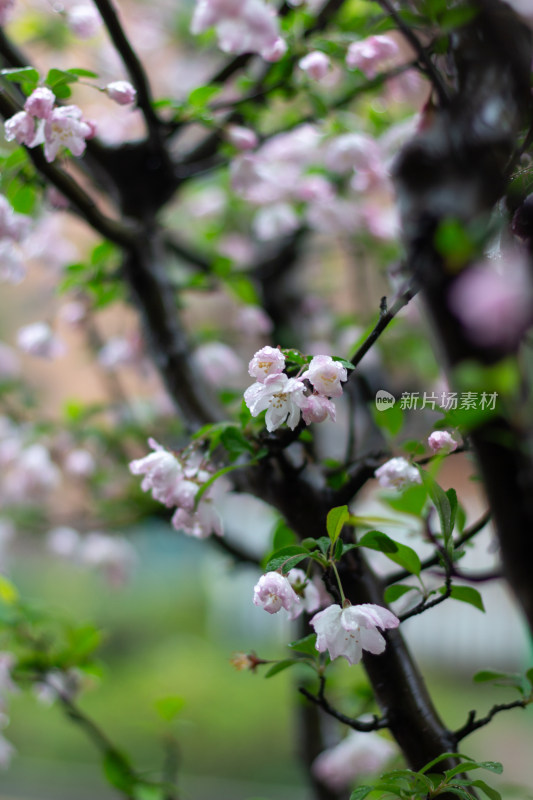 雨中的粉色海棠花素材