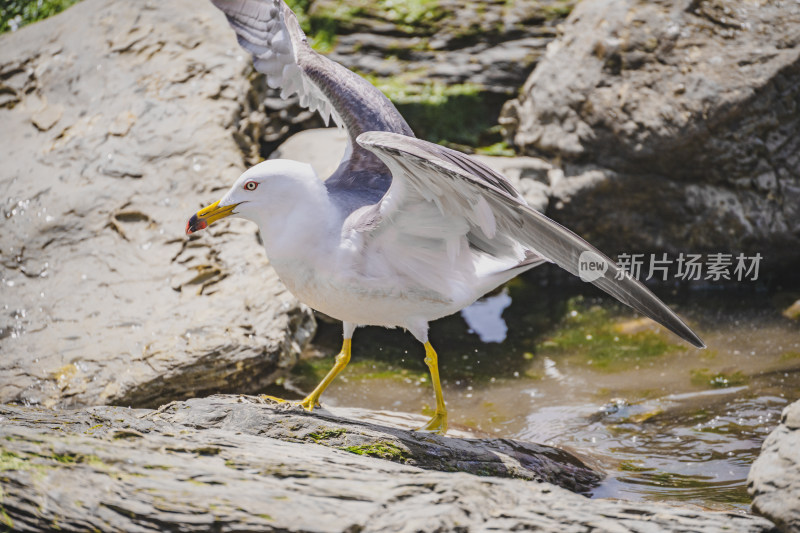 海鸥在海边觅食