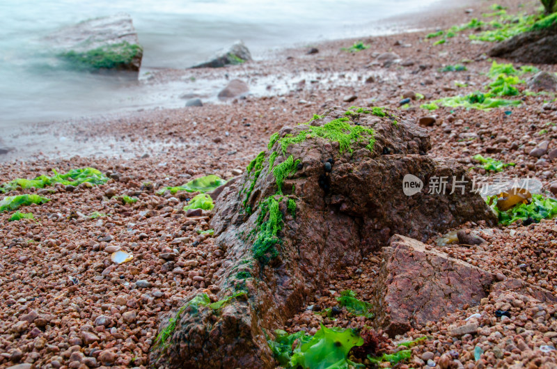 中国山东青岛太平角公园海边礁石和海藻