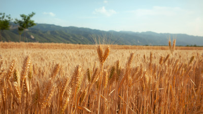 小麦成熟全景