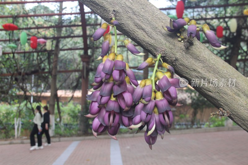 广东东莞：禾雀花盛开