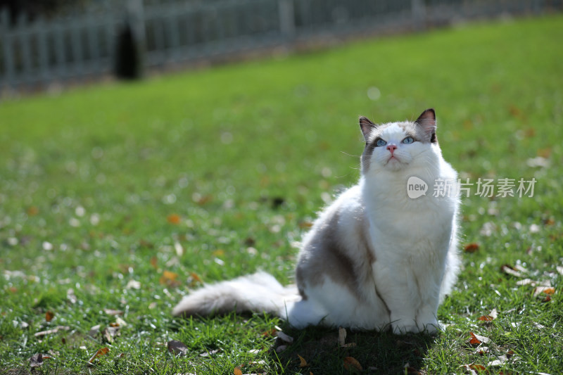 坐在草地上的猫