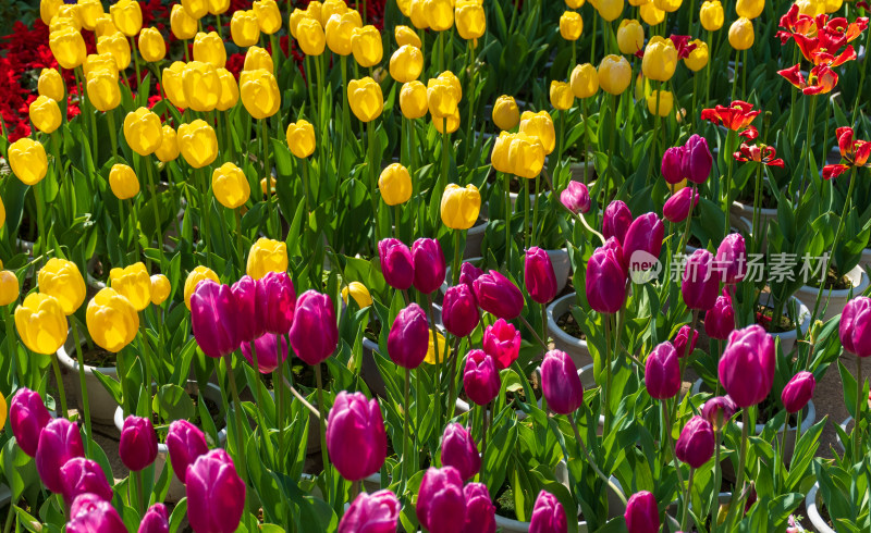 大片郁金香花海景观