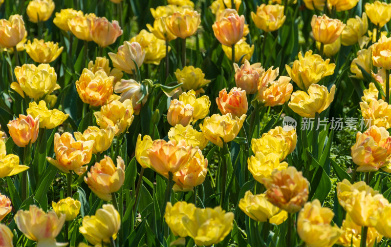 大片郁金香花海景观