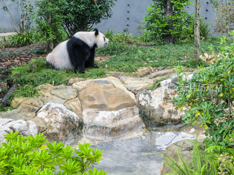 成都大熊猫繁育研究基地的大熊猫