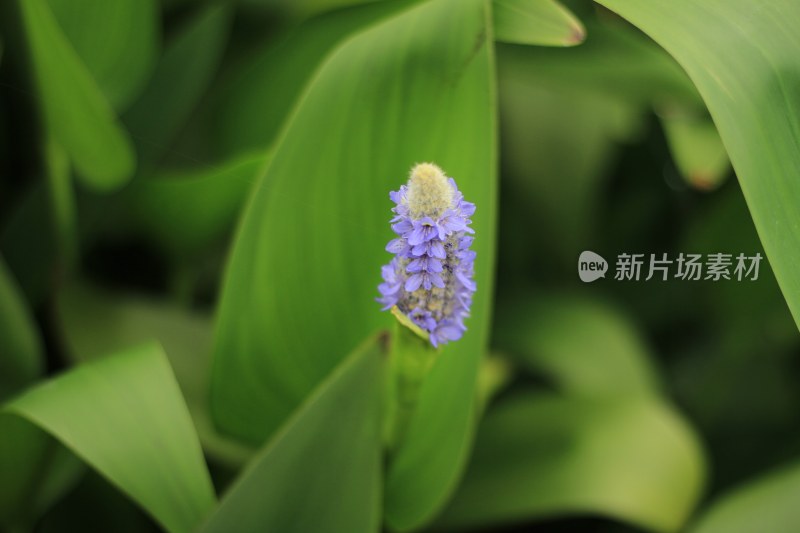 绿叶背景下的紫色花朵