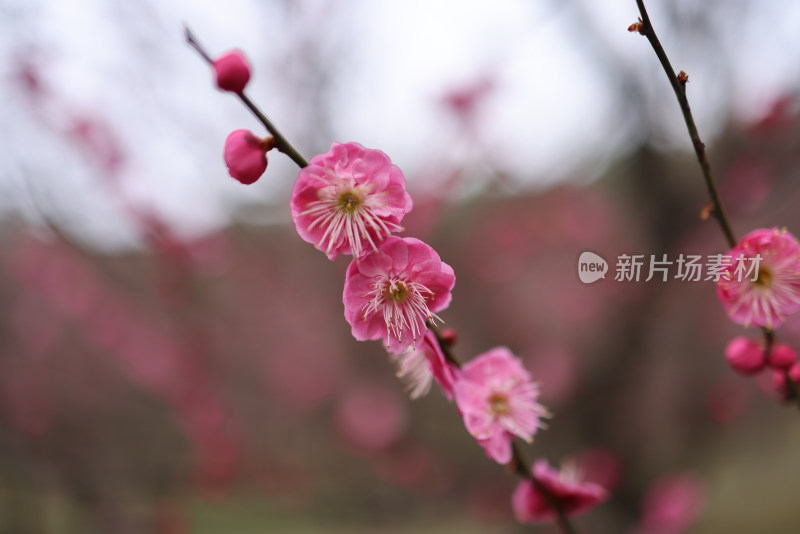 红色梅花特写