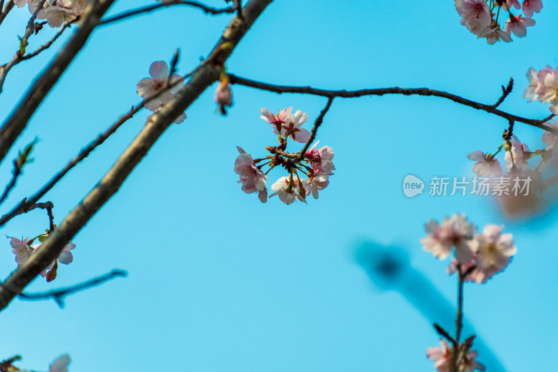 蓝天下盛开的美丽樱花树枝特写