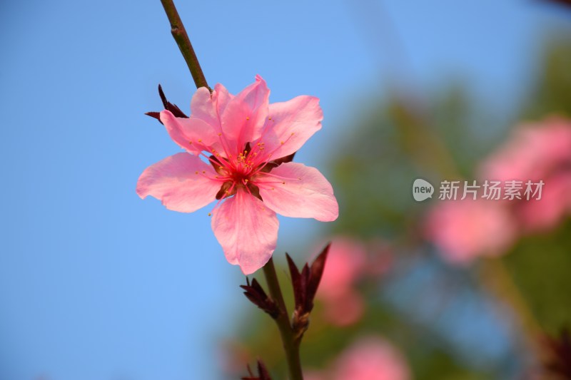 特写粉色桃花花朵