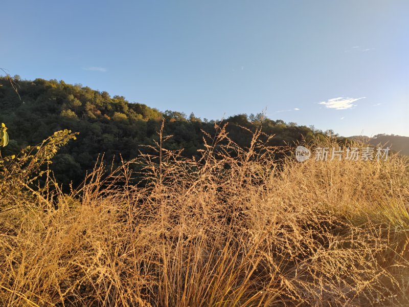 户外阳光下枯黄的野草景观