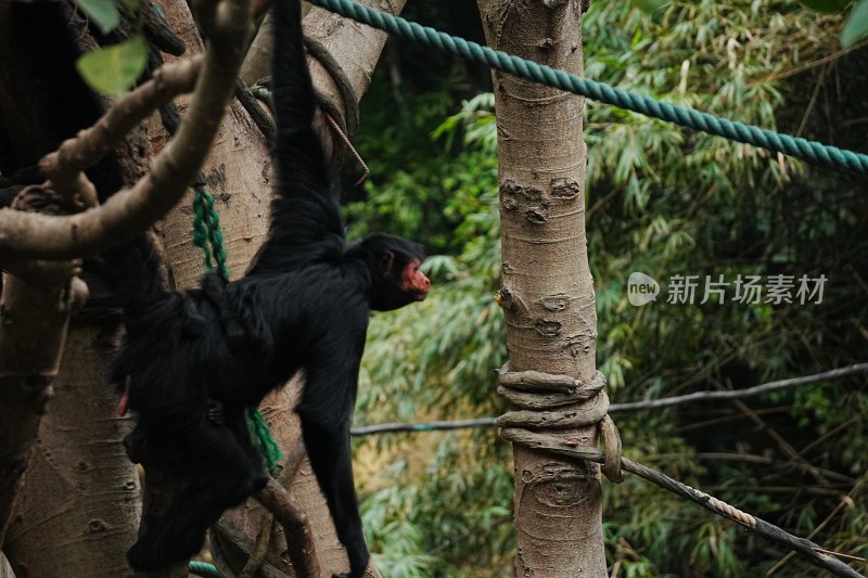 黑叶猴攀爬树干场景