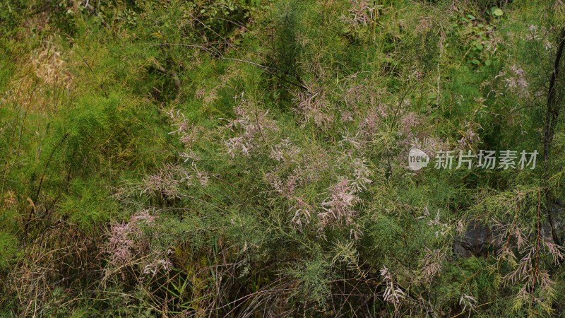 植物素材——柽柳