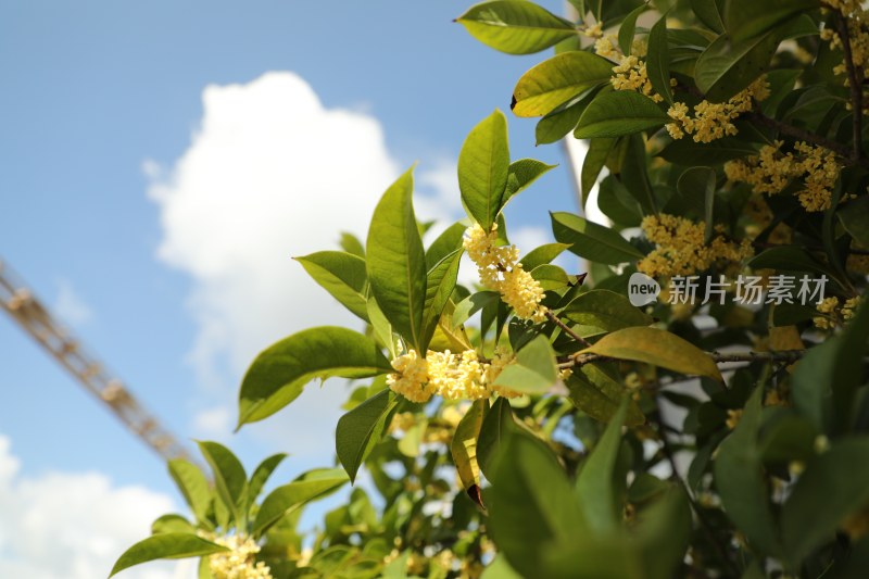 桂花与天空