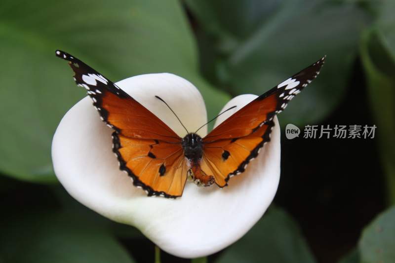 花粉蝴蝶飞翔，美丽的飞虫