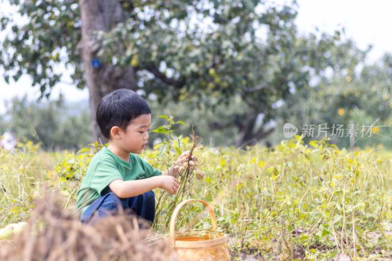 小男孩在田园里认真地采摘花生