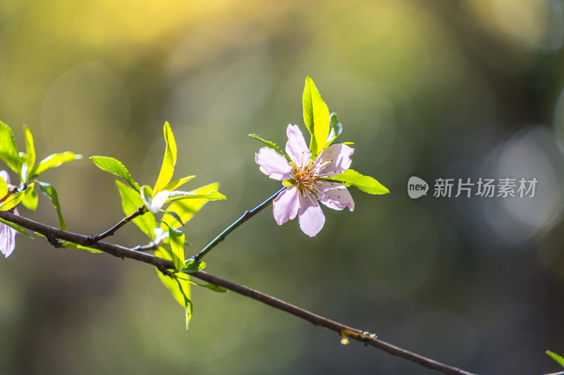 枝头绽放的粉色花朵与绿叶的特写