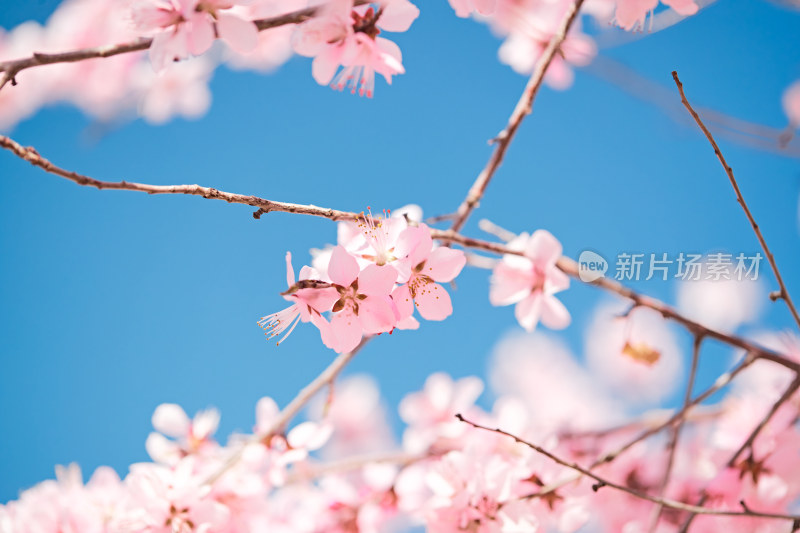 春天户外盛开的桃花
