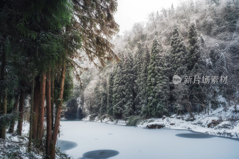 雅安龙苍沟森林冬日雪景