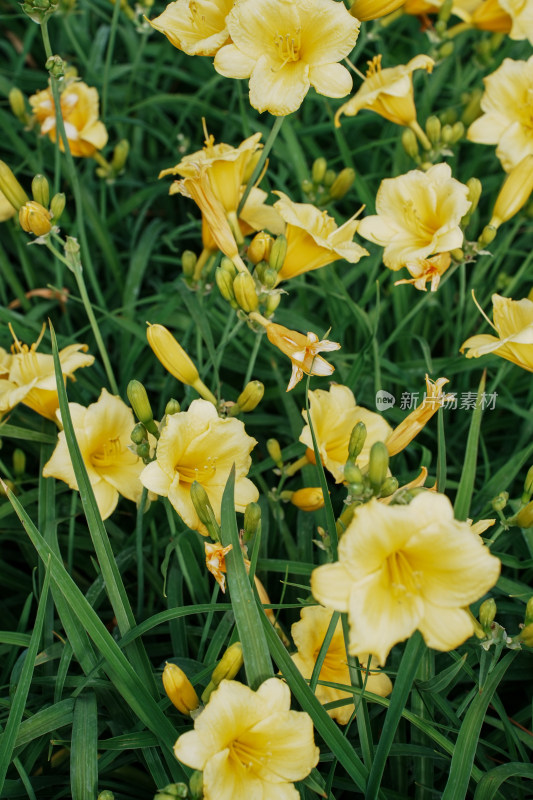 北京花乡公园萱草花