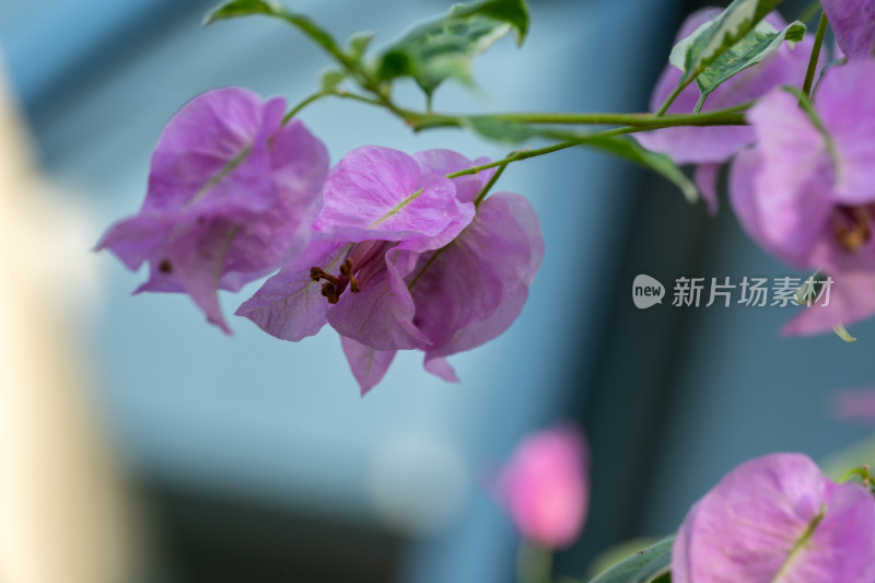 上海辰山植物园叶子花微距特写