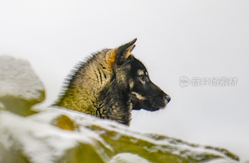 重庆酉阳：冰雪羊群与狗