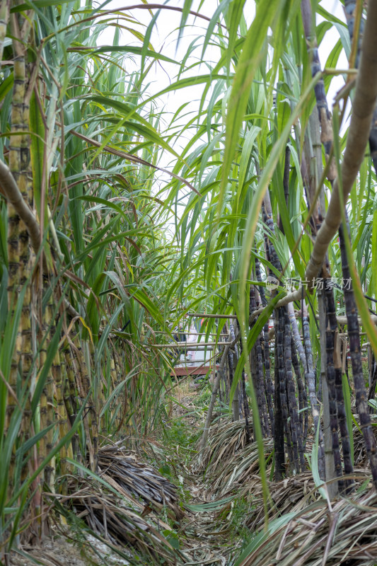 果园里种植着大量的甘蔗，生长旺盛