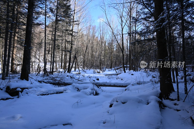 雪后森林景象，树木积雪覆盖静谧幽深