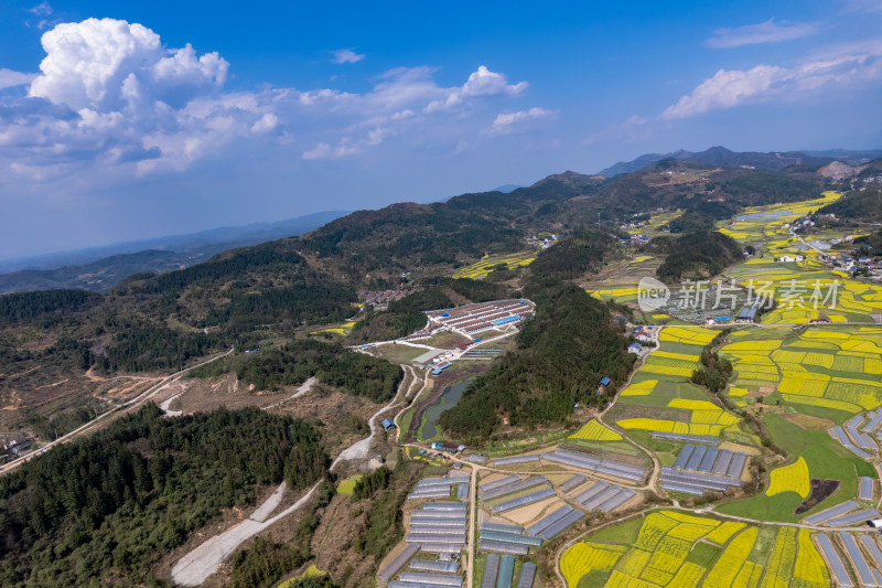 农业种植农田油菜花航拍图