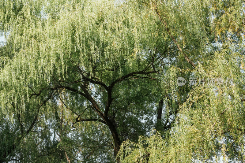 北京圆明园公园树林风景