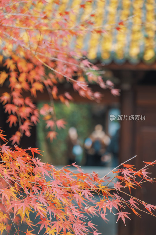 杭州韬光寺寺庙红叶