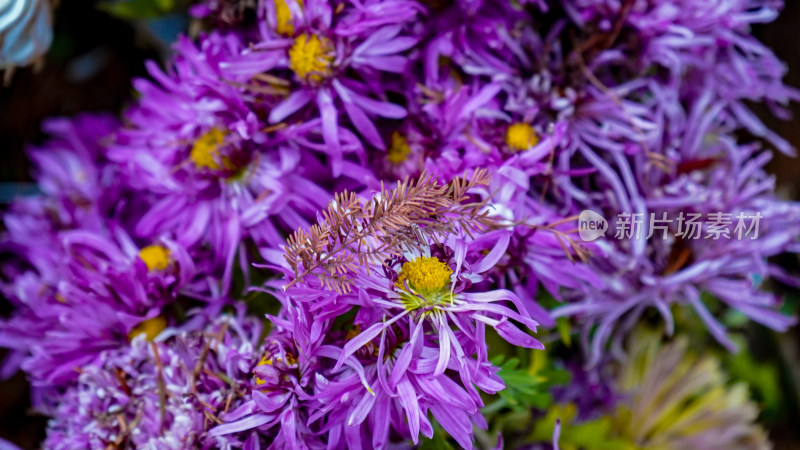 鲜花花朵菊花摄影图