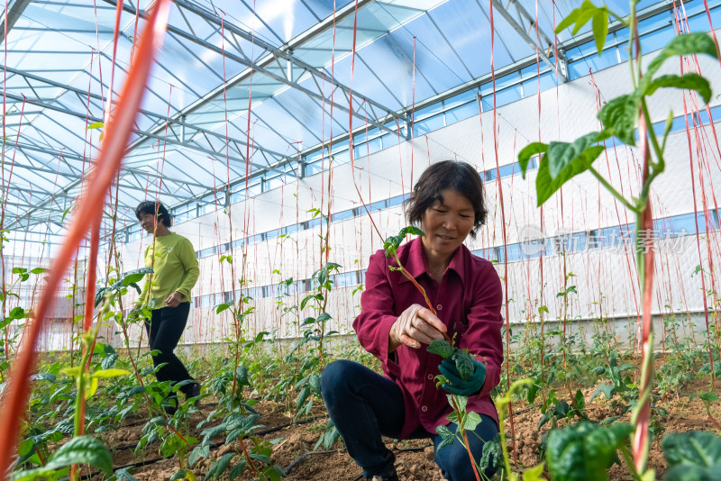 温室大棚蔬菜种植管理豆角