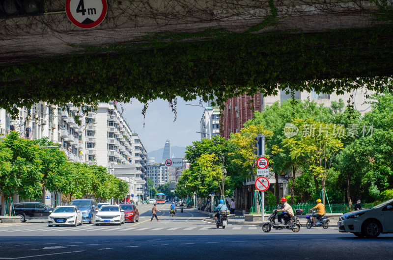 福州有植被覆盖的城市街道交通景象