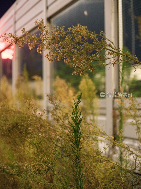 户外生长的干枯植物近景特写