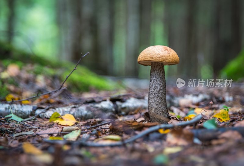 野生菌野生菌蘑菇生长环境菌类山菌