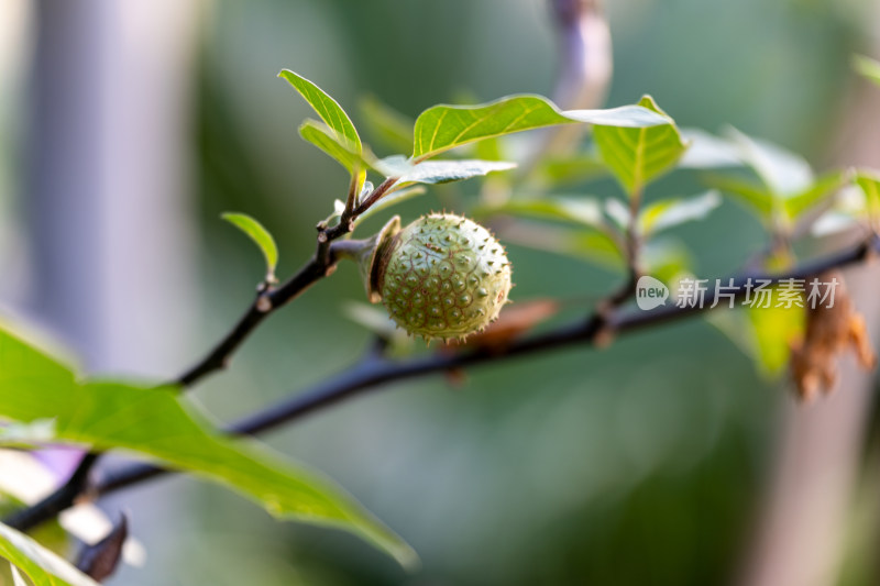 树上洋金花果实的特写镜头