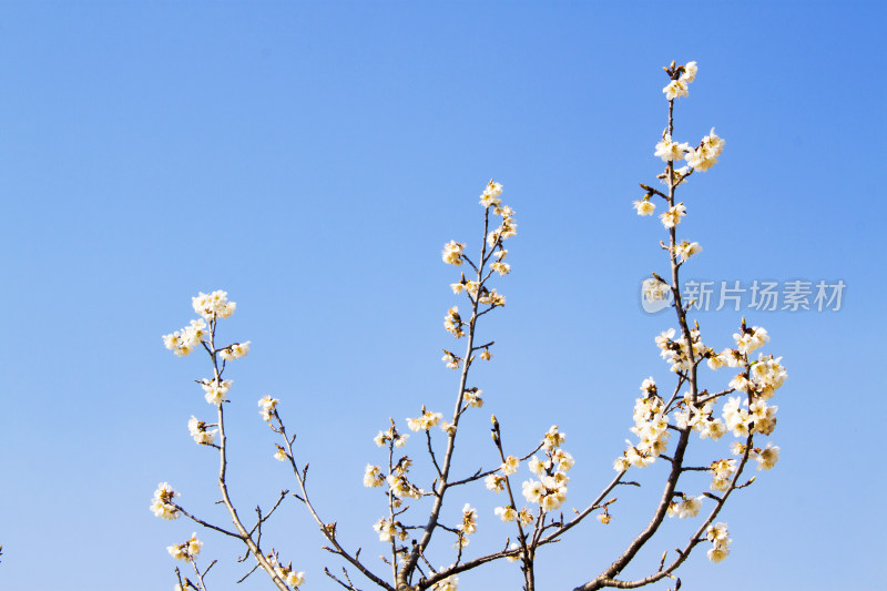 花朵植物春天天空风景背景自然户外