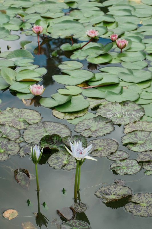 北京国家植物园睡莲