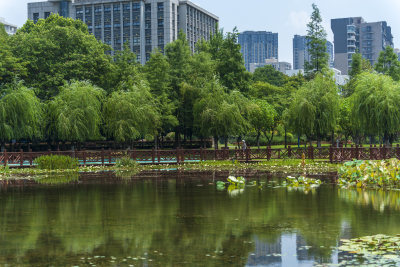 武汉关山荷兰风情园风景