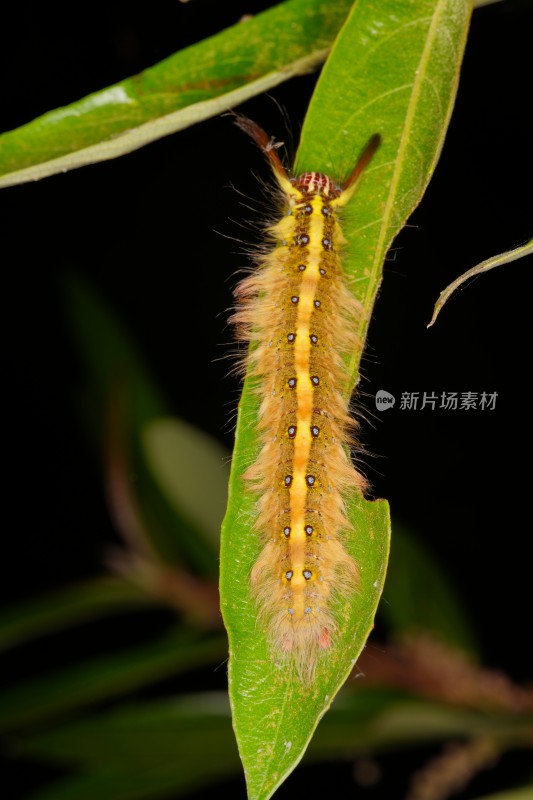 植物上的毛虫特写镜头