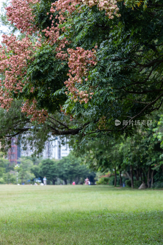 栾树花开