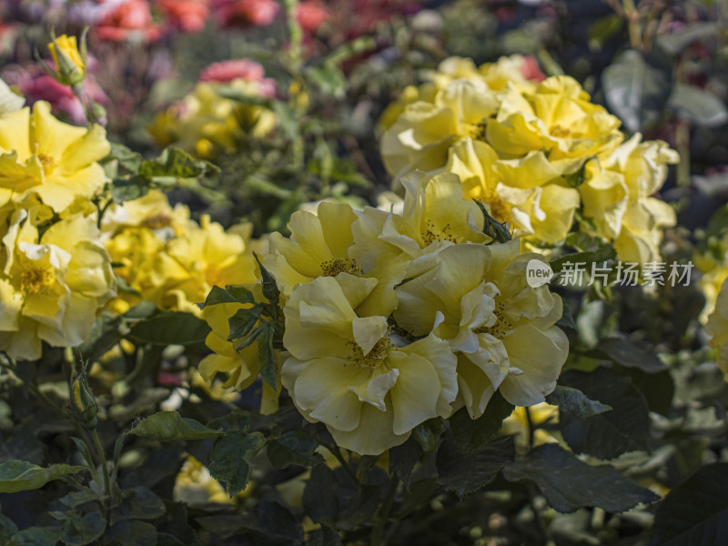 夏季花朵特写