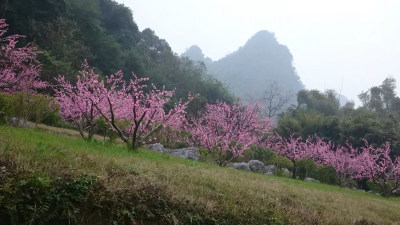 桃花树自然风景