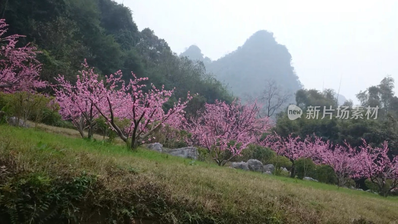 桃花树自然风景