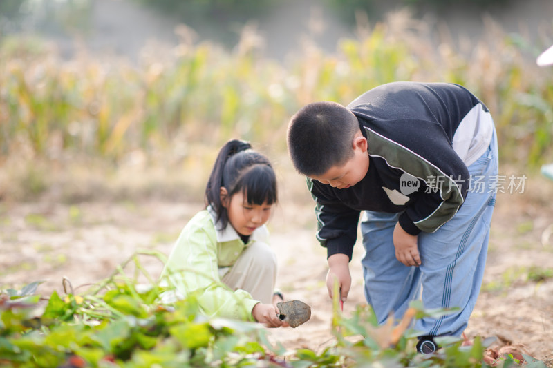 两个小孩在一起挖地瓜